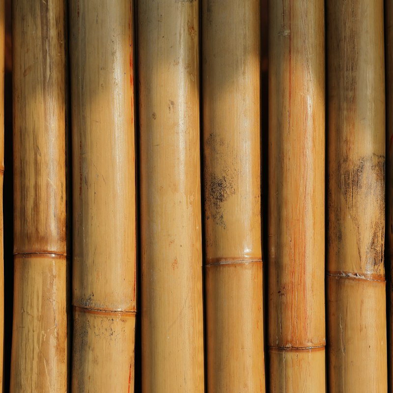 Bamboo